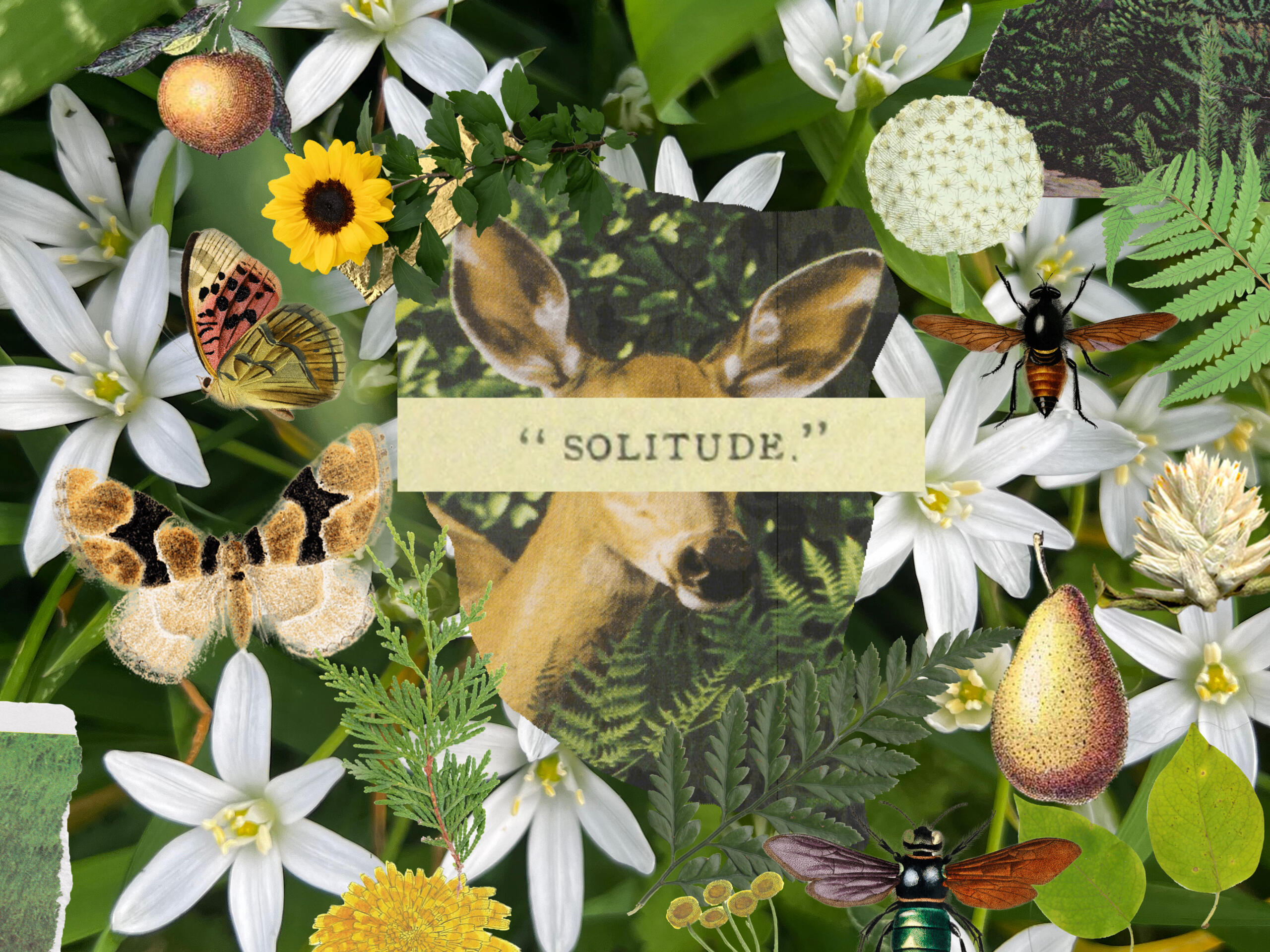 A digital collage of green leaves, golden fruits and insects. There is a photo of a deer in the center with its ears blocked by the word "solitude" on white paper.